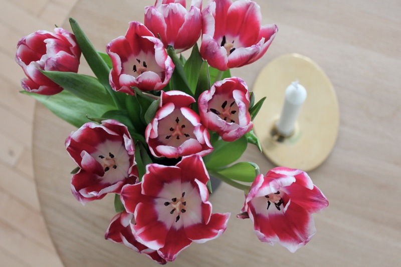 Tulipaner_georg_jensen_stage