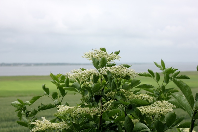 Hyldeblomst_busk