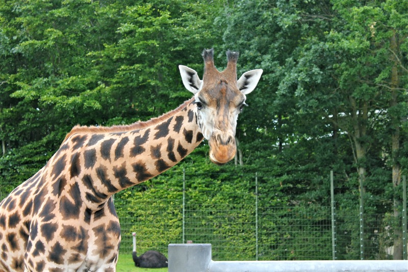 Aalborg_zoo_giraf