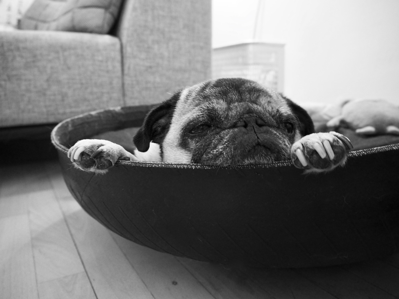 Anton_mops