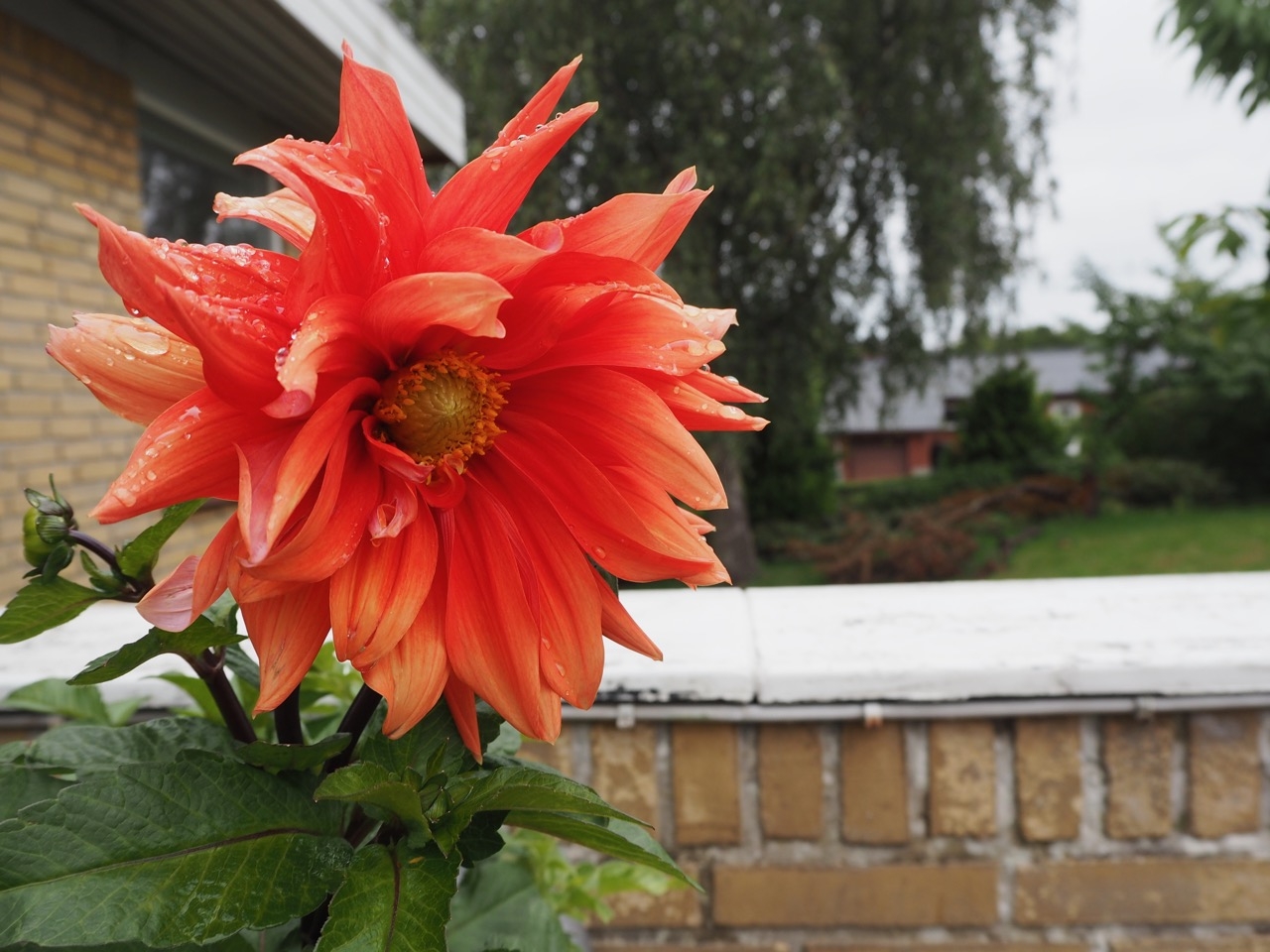 Dahlia_efteraar